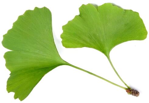 A Insuvit tartalmazza a ginkgo bilobe -t